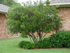 WAX MYRTLE SHRUB, 3 GALLON