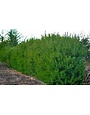 Wax Myrtle 3 Gallon - Native Evergreen Shrub