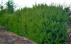 Wax Myrtle 3 Gallon - Native Evergreen Shrub