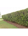 Wax Myrtle 3 Gallon - Native Evergreen Shrub