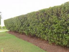 Wax Myrtle 3 Gallon - Native Evergreen Shrub