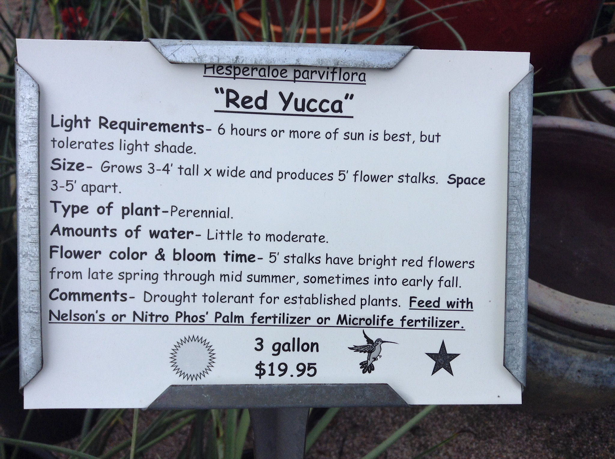 RED YUCCA 3G- GROWERS OUTLET WILLIS, TEXAS - The Growers Outlet