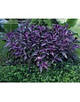 PERSIAN SHIELD, 1G