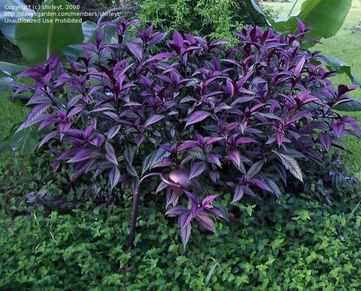 PERSIAN SHIELD, 1G