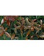 Japanese Cleyera 3 Gallon - Cleyera japonica