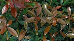Japanese Cleyera 3 Gallon - Cleyera japonica