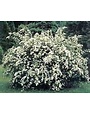 'BRIDAL WREATH' SPIREA, 3 GALLON