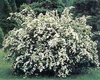 'BRIDAL WREATH' SPIREA, 3 GALLON