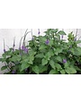 'BLUE' PORTERWEED PLANT, 1 GALLON