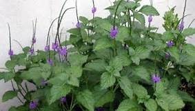 'BLUE' PORTERWEED PLANT, 1 GALLON