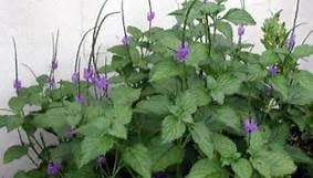 PORTERWEED, 'BLUE', 1G