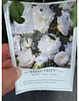 WHITE DRIFT® GROUNDCOVER ROSE BUSH, 3 GALLON