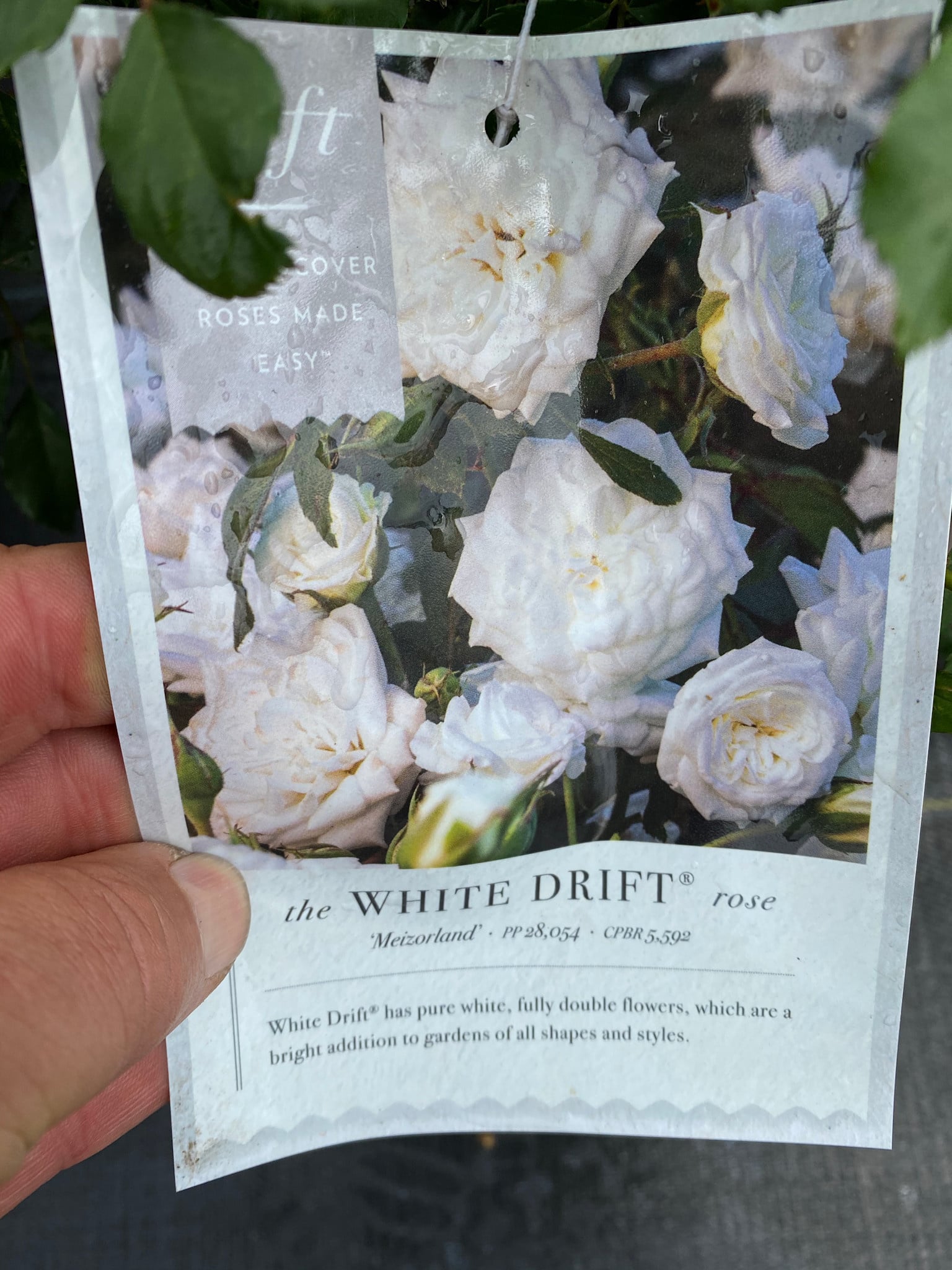 WHITE DRIFT® GROUNDCOVER ROSE BUSH, 3 GALLON
