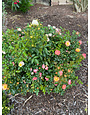'DRIFT PEACH' ROSE, 3 GALLON