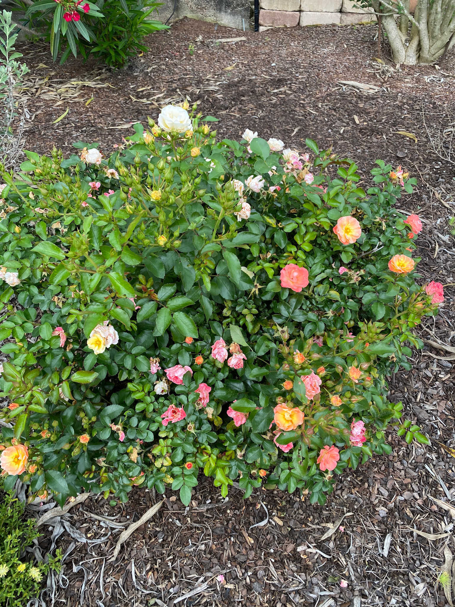 Drift Peach Rose 3 Gallon - Rosa 'Drift Peach'
