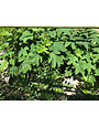 Ellen Huff Oakleaf Hydrangea 3 Gallon - Hydrangea quercifolia 'Ellen Huff'