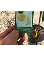 CITRUS, 'LEMON, 'MEYER' IMPROVED, 3G