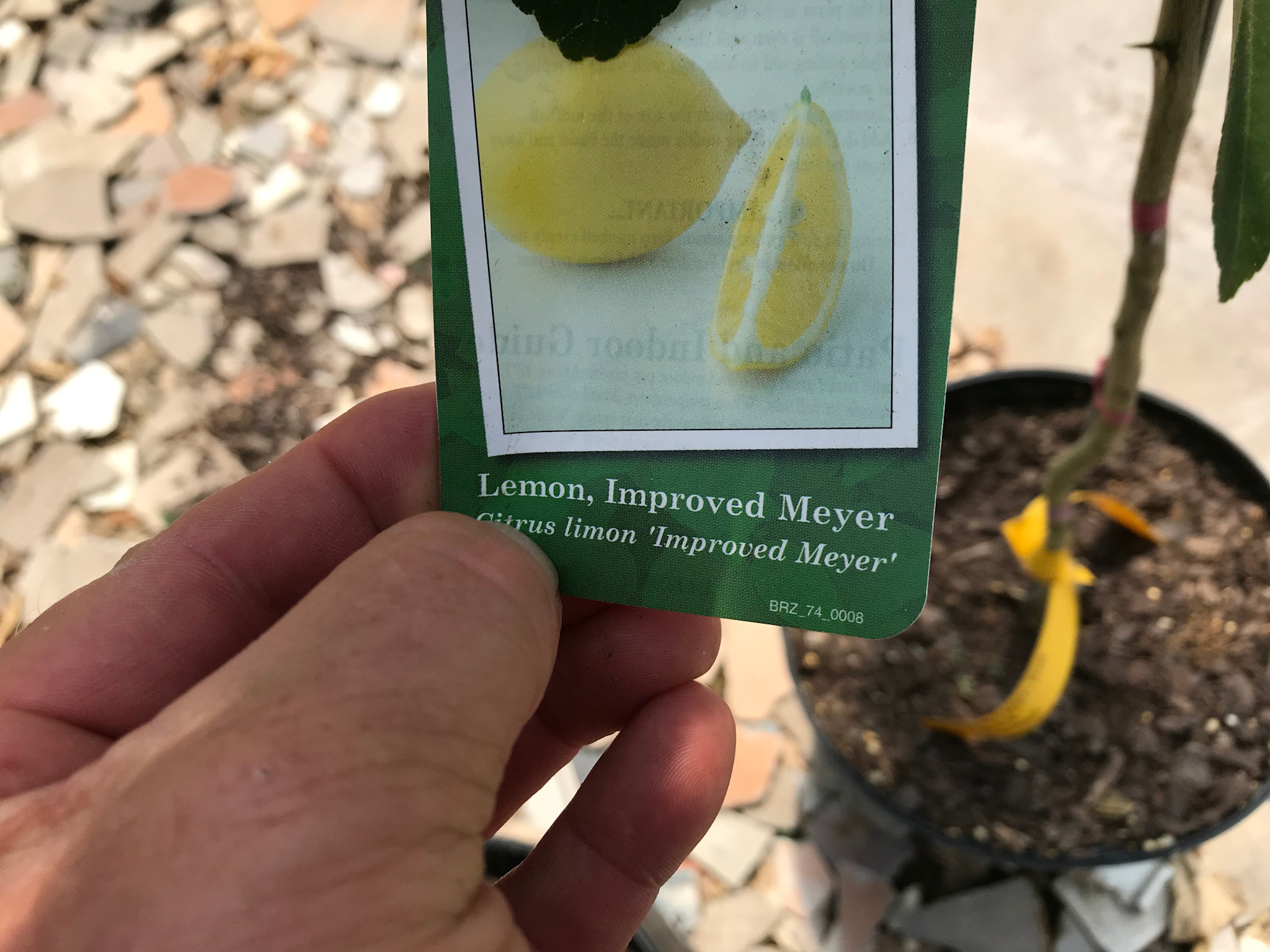 CITRUS, 'LEMON, 'MEYER' IMPROVED, 3G