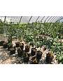 CITRUS, 'LEMON, 'MEYER' IMPROVED, 3G