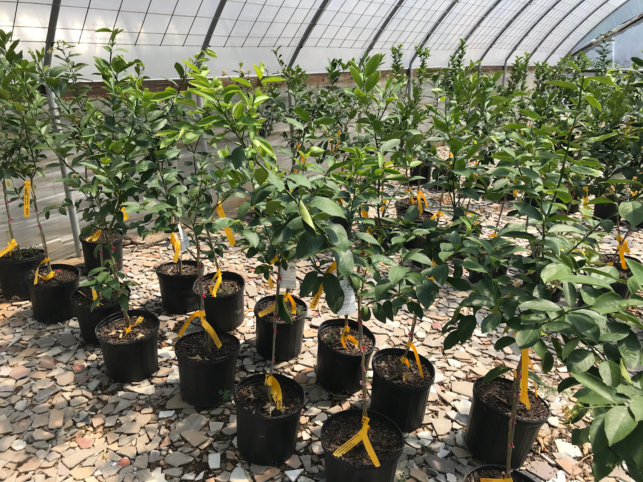 CITRUS, 'LEMON, 'MEYER' IMPROVED, 3G