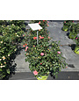 CORAL KNOCK OUT ROSE BUSH, 3 GALLON