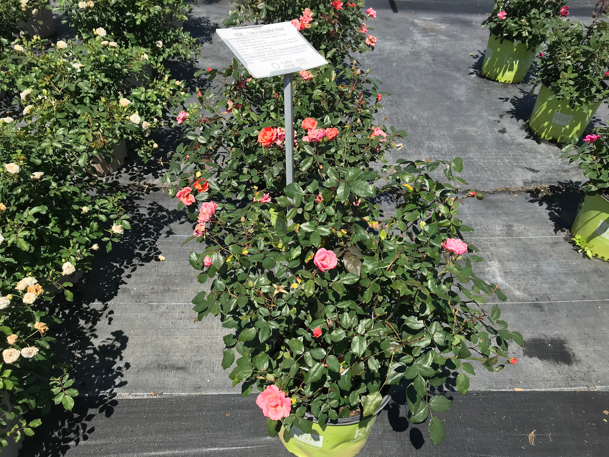 CORAL KNOCK OUT ROSE BUSH, 3 GALLON