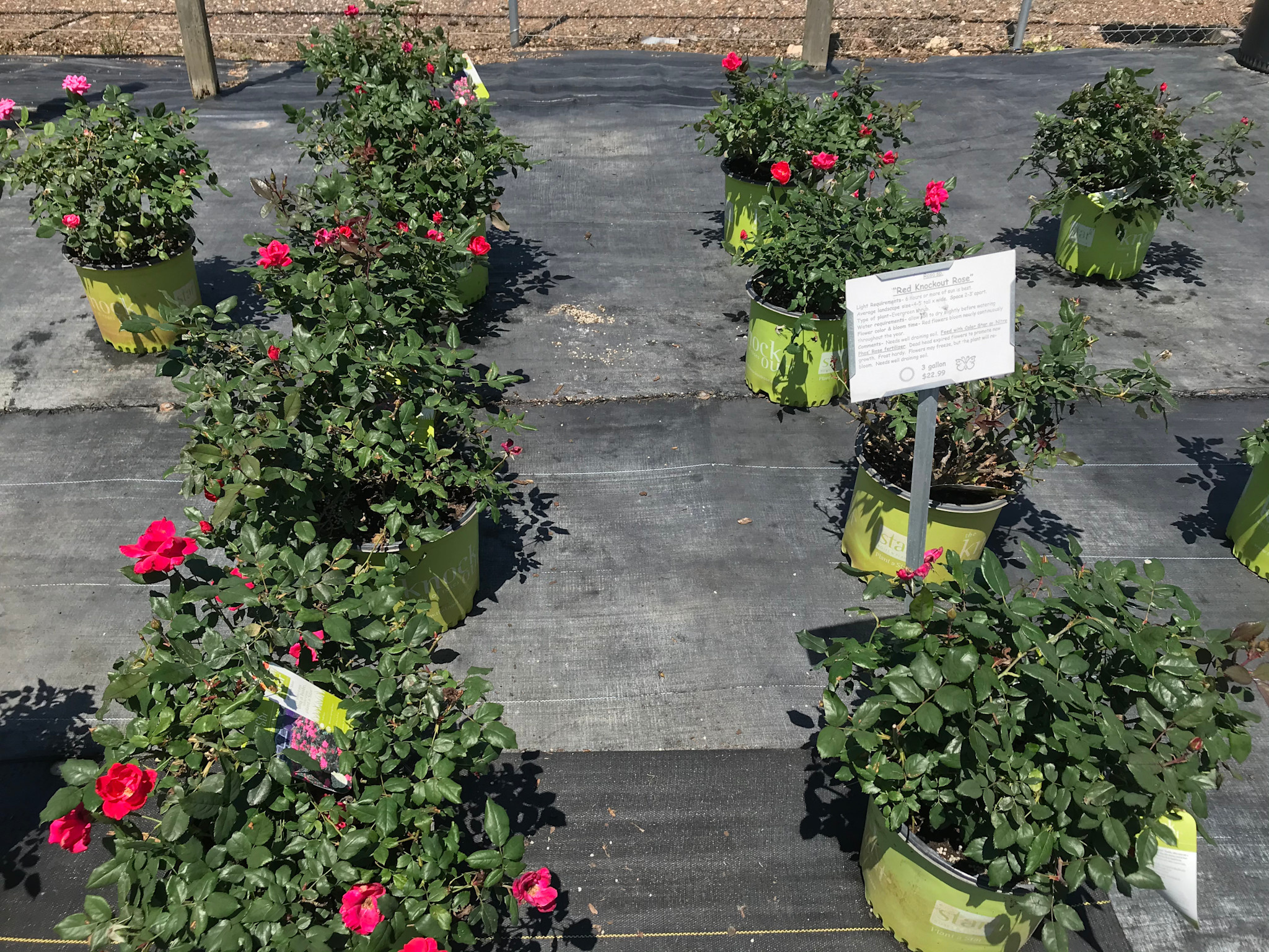 ROSE, 'KNOCK OUT' RED, 3G