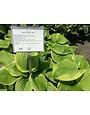 'Fragrant Bouquet' Hosta 1 Gallon - Fragrant White Flowers