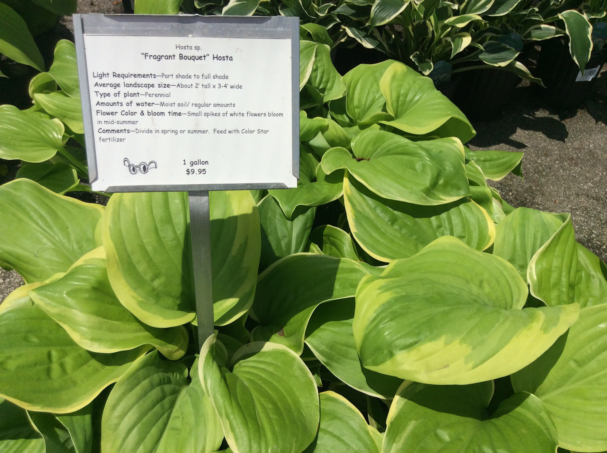 'Fragrant Bouquet' Hosta 1 Gallon - Fragrant White Flowers
