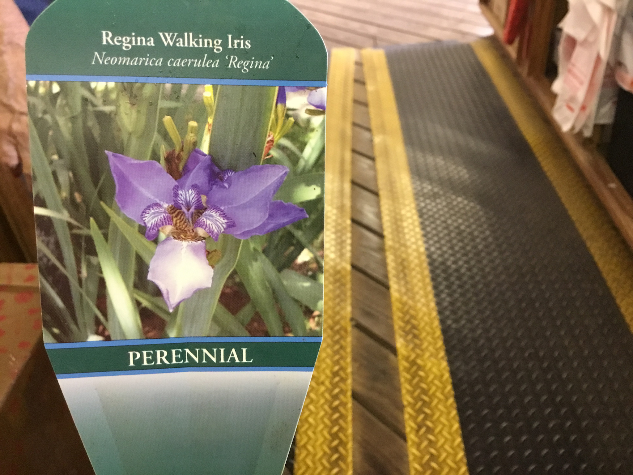 WALKING REGINA IRIS PLANT, 3 GALLON