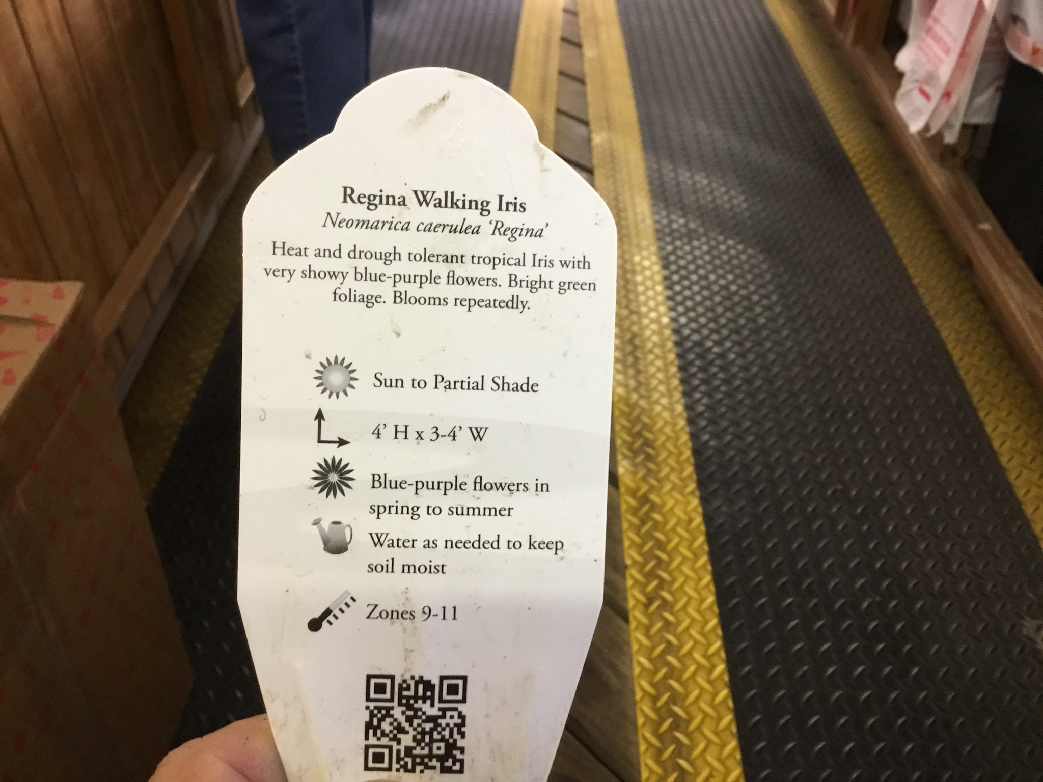 WALKING REGINA IRIS PLANT, 3 GALLON