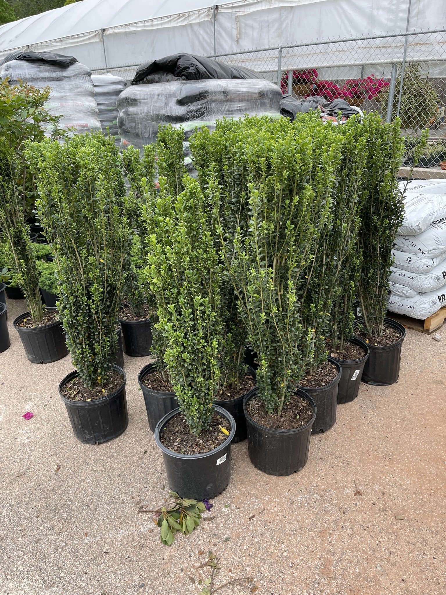 'SKY PENCIL' HOLLY PLANT, 3 GALLON