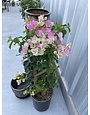 BOUGAINVILLEA, 'THAI DELIGHT', 5G on trellis (bicolor pink)