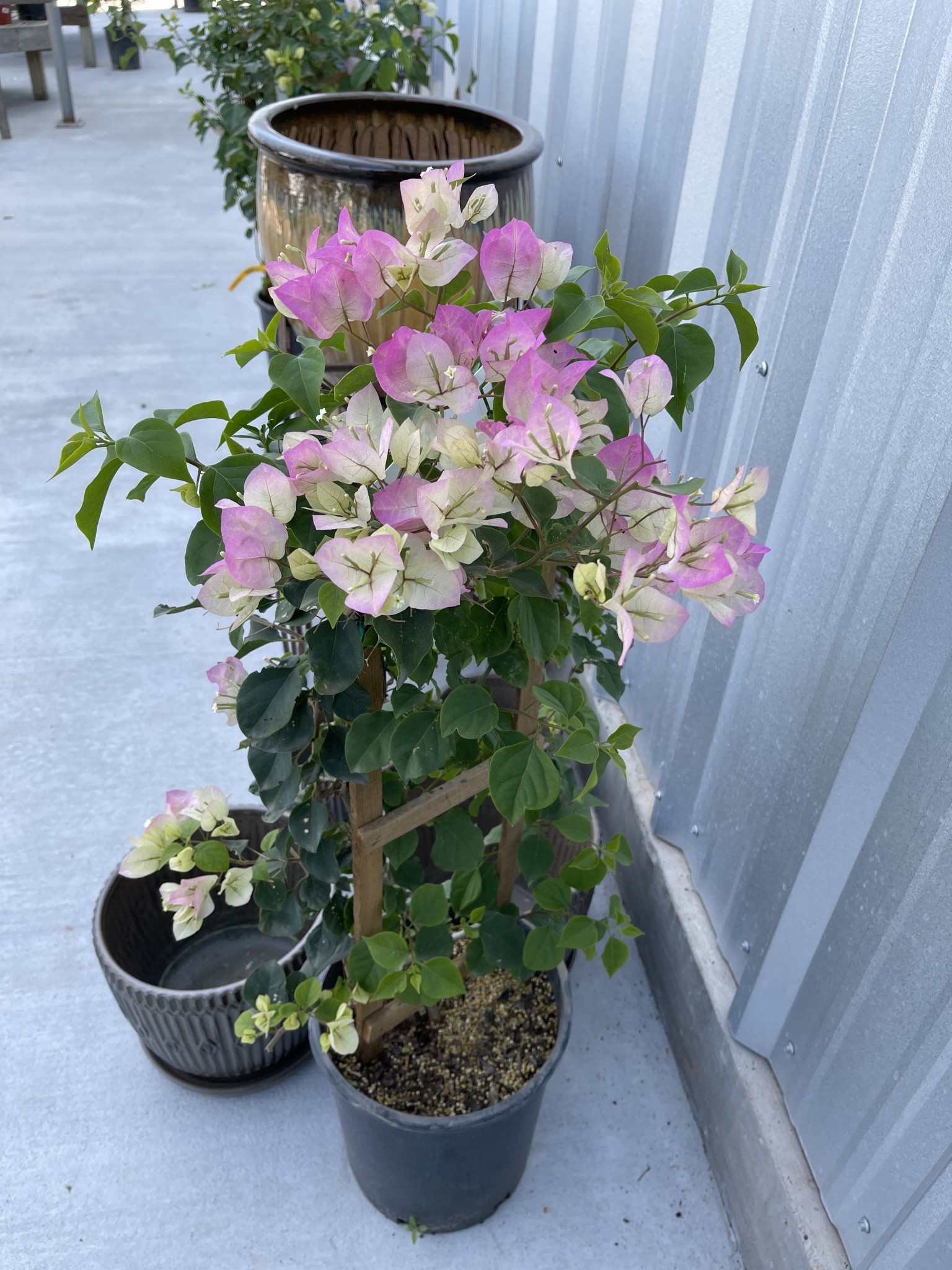 'THAI DELIGHT' BOUGAINVILLEA PLANT, 5 GALLON