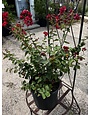 'DYNAMITE' RED CRAPE MYRTLE PLANT, 3 GALLON