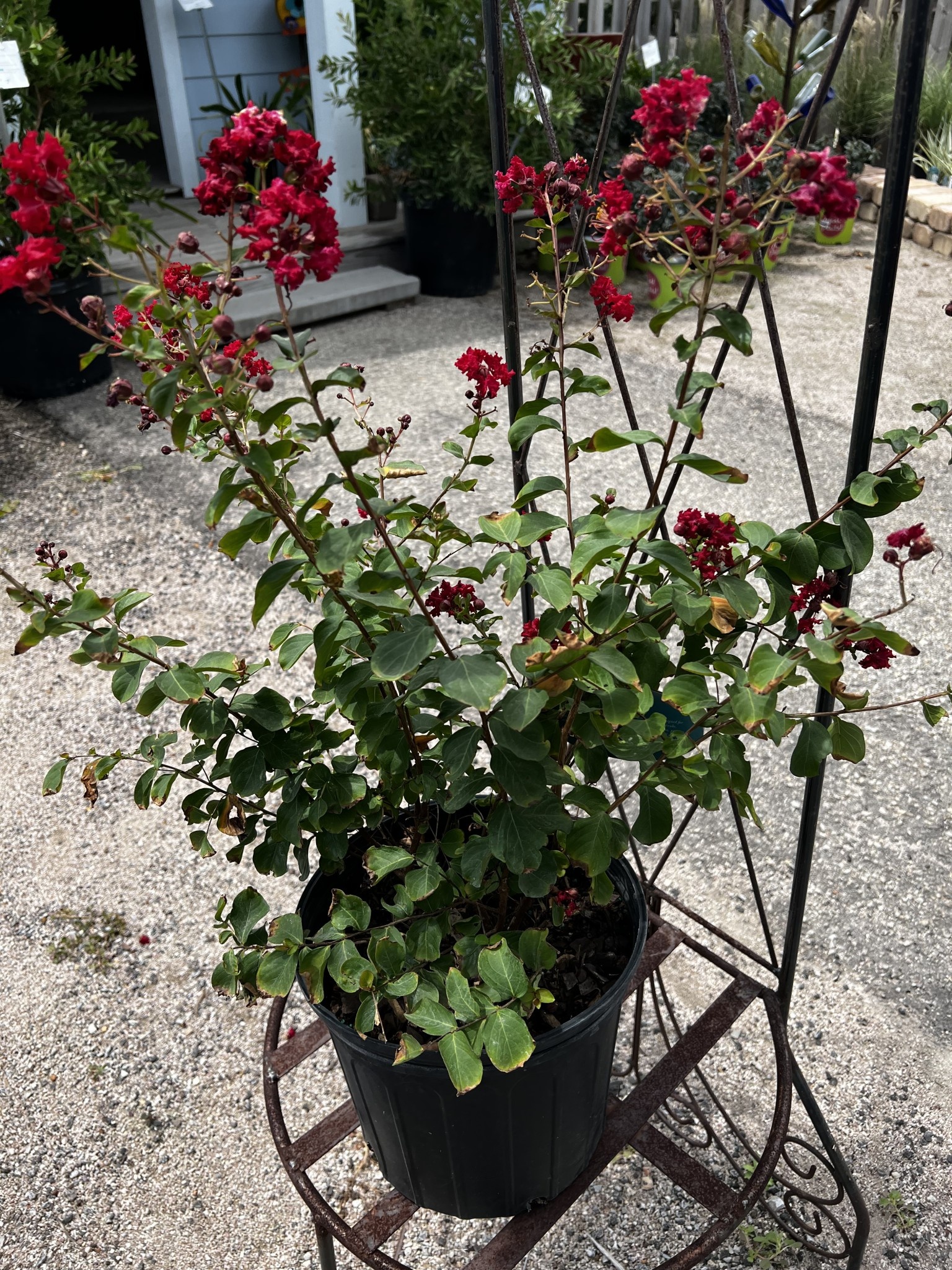 'DYNAMITE' RED CRAPE MYRTLE PLANT, 3 GALLON
