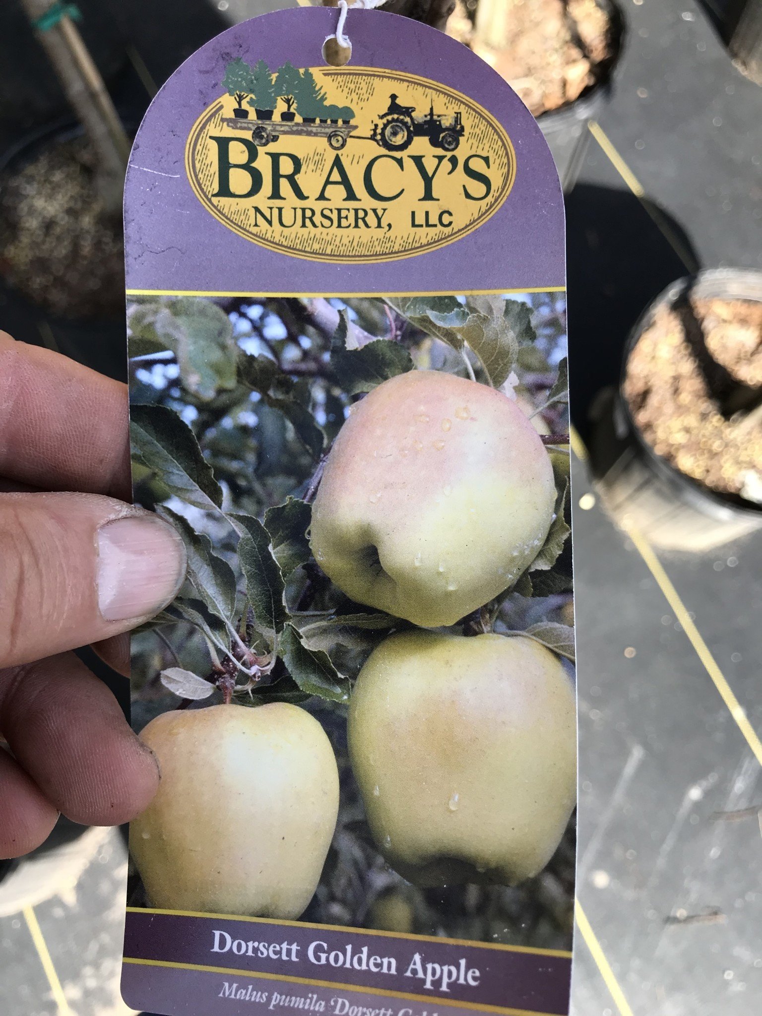 FRUIT TREE, APPLE, 'DORSET GOLDEN' 3G