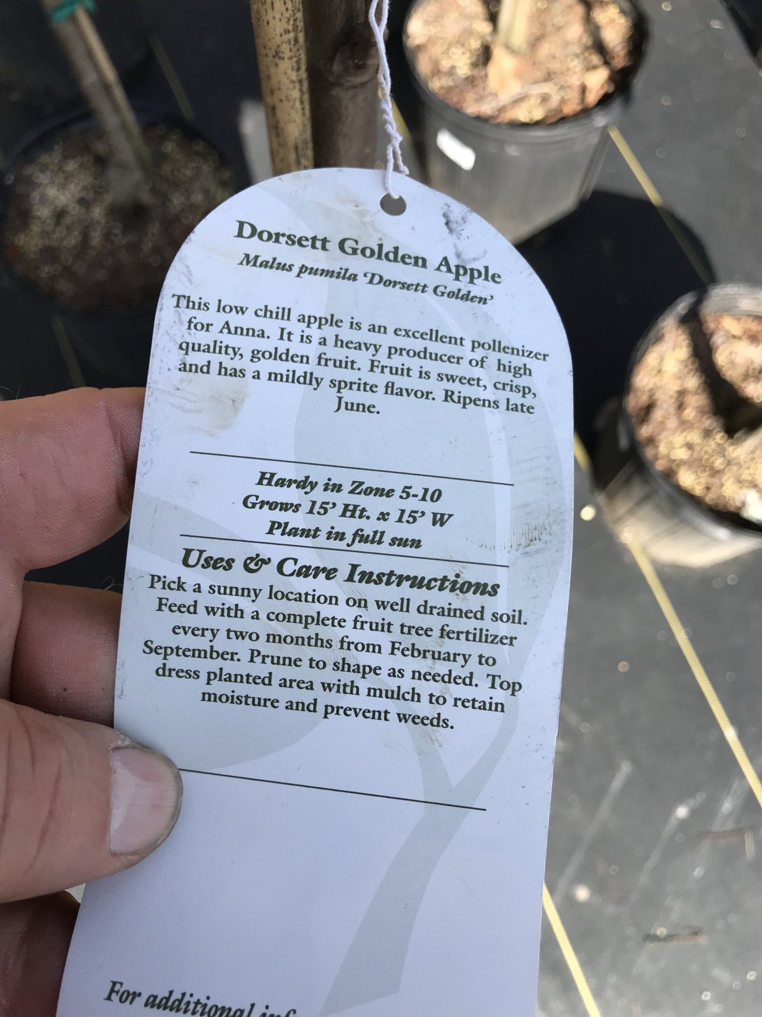 FRUIT TREE, APPLE, 'DORSET GOLDEN' 3G