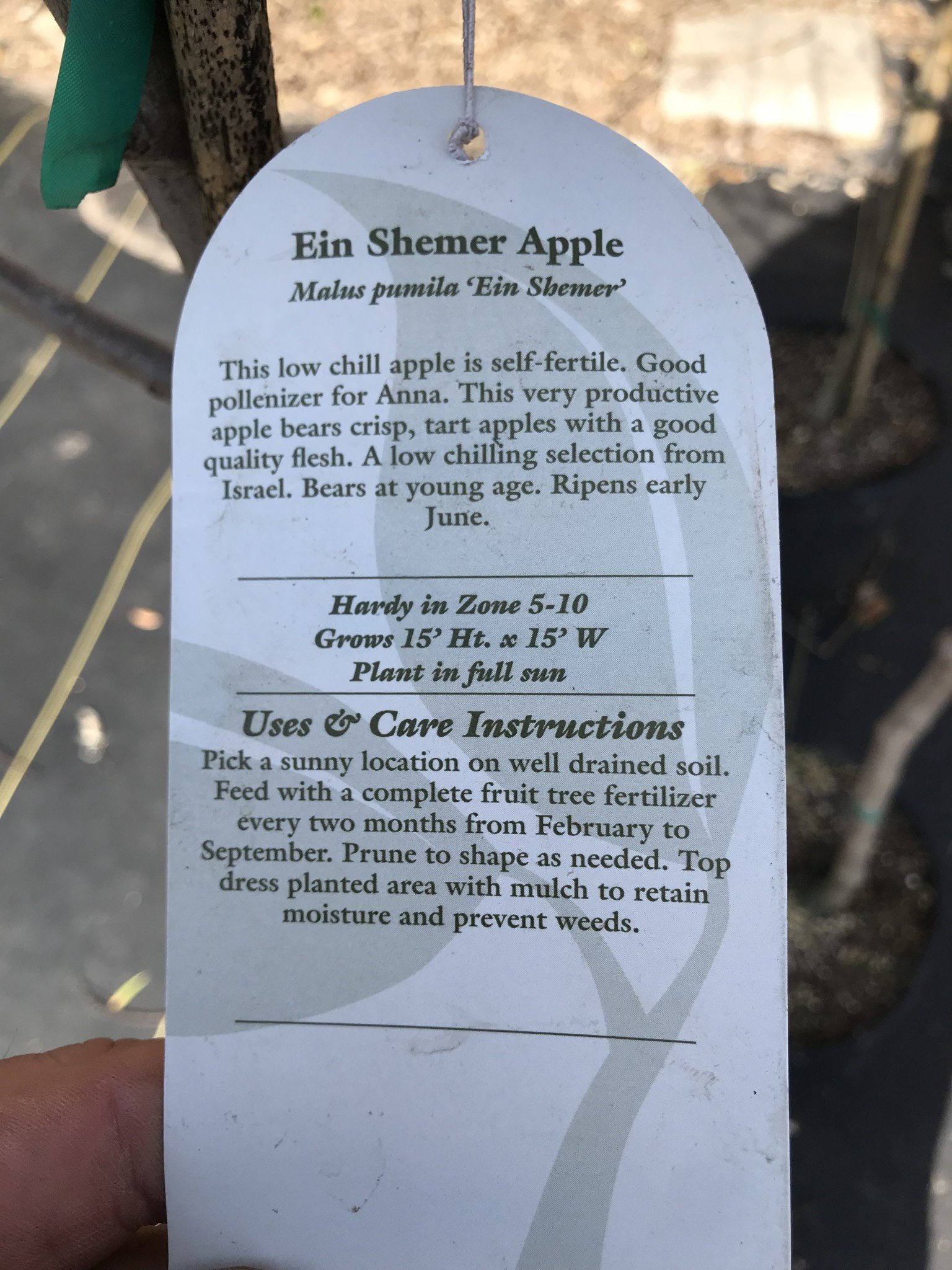 FRUIT TREE, APPLE, 'DORSET GOLDEN' 3G