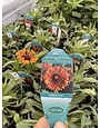 GAILLARDIA, 'SPIN TOP', 1G