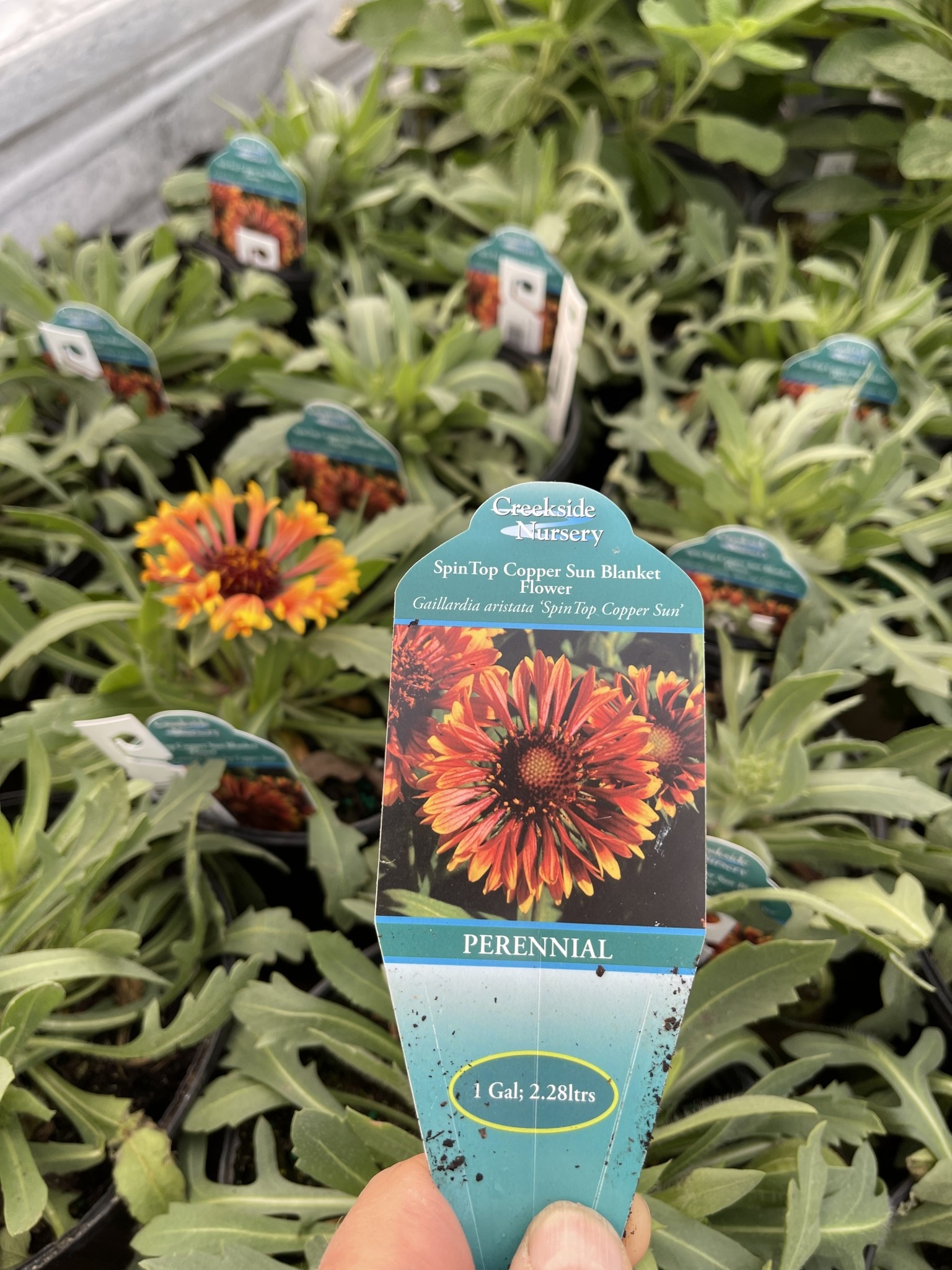 GAILLARDIA, 'SPIN TOP', 1G