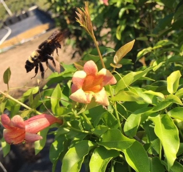 Tangerine Beauty Crossvine 5 Gallon - Bignonia capreolata 'Tangerine Beauty'