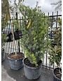 Yew 'Japanese' 30 Gallon - Specimen Evergreen Needle Shrub