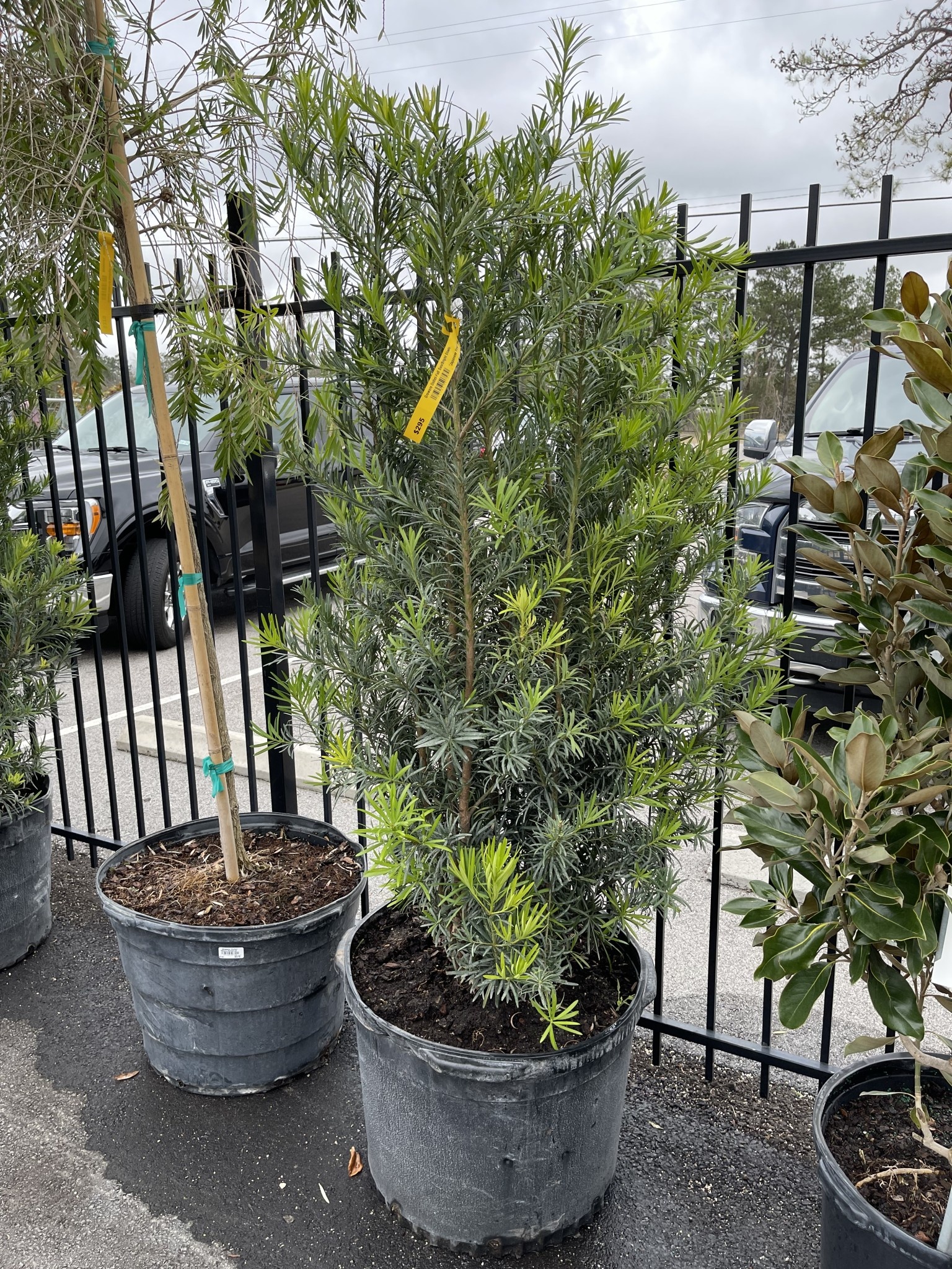 Yew 'Japanese' 30 Gallon - Specimen Evergreen Needle Shrub