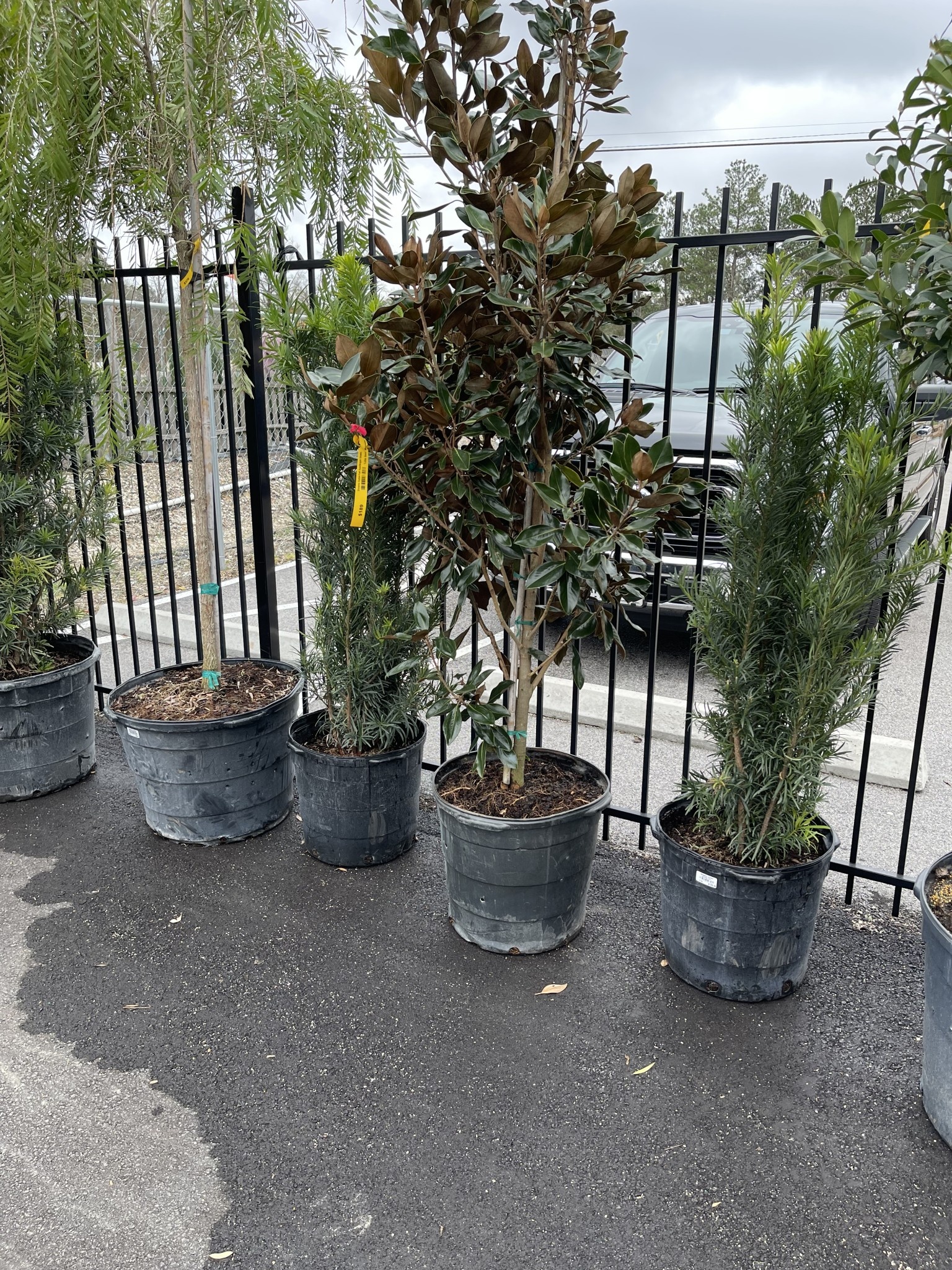 'JAPANESE' YEW, 15 GALLON