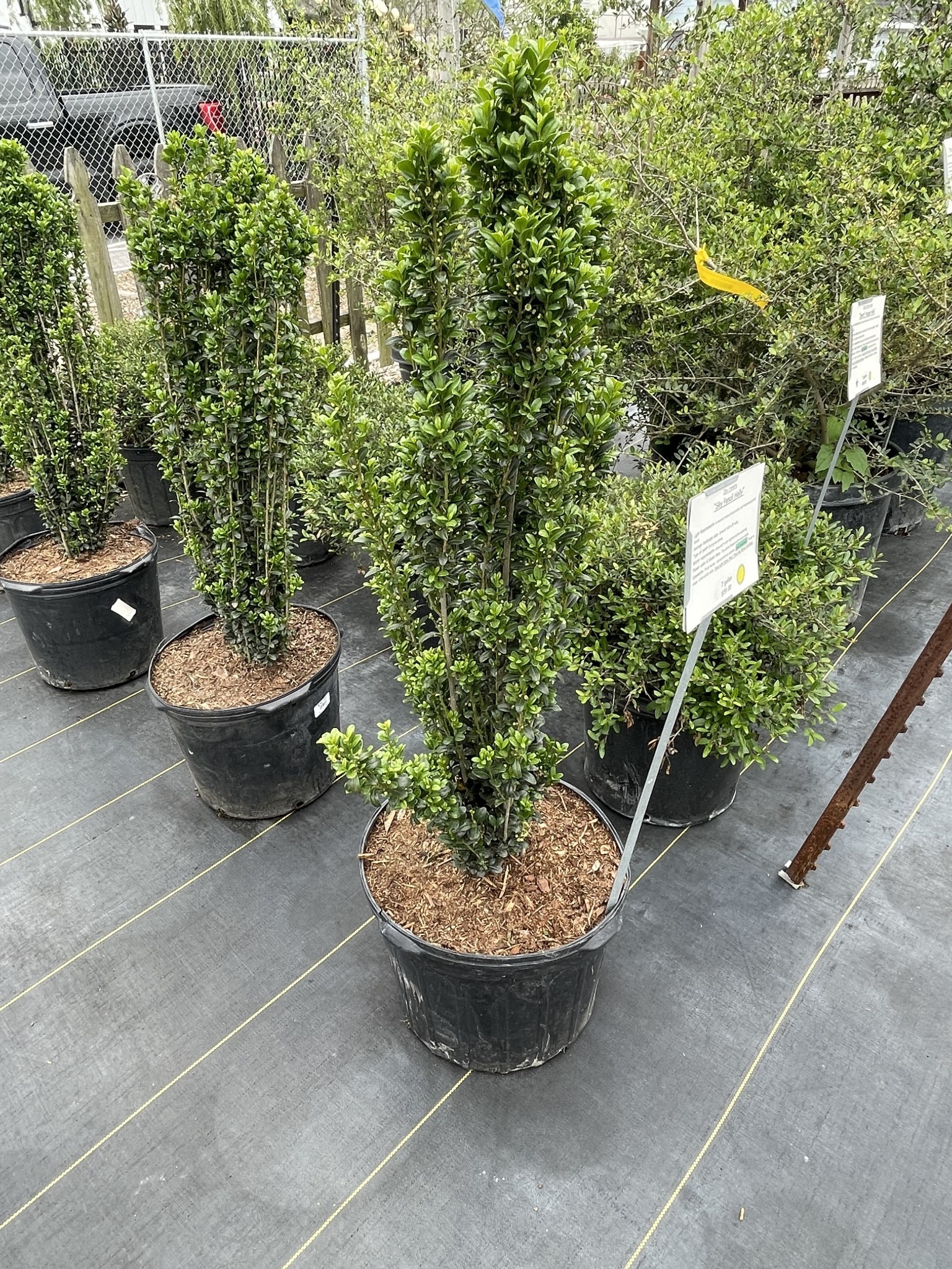 'SKY PENCIL' HOLLY PLANT, 7 GALLON