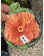 'ORANGE SEDUCTION' TROPICAL HIBISCUS, 3 GALLON
