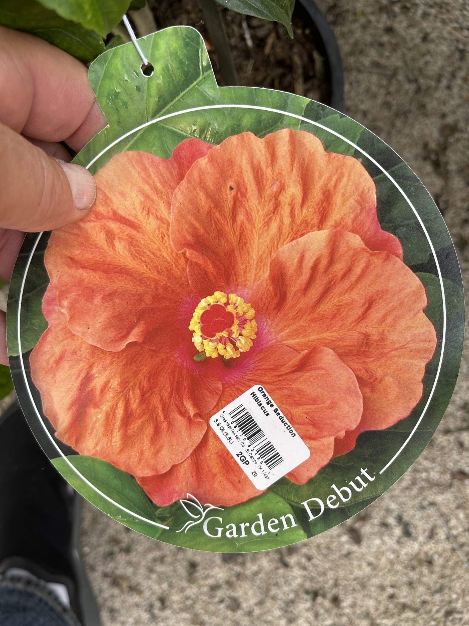 'ORANGE SEDUCTION' TROPICAL HIBISCUS, 3 GALLON