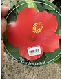 'FEELING HOT' TROPICAL HIBISCUS, 2 GALLON