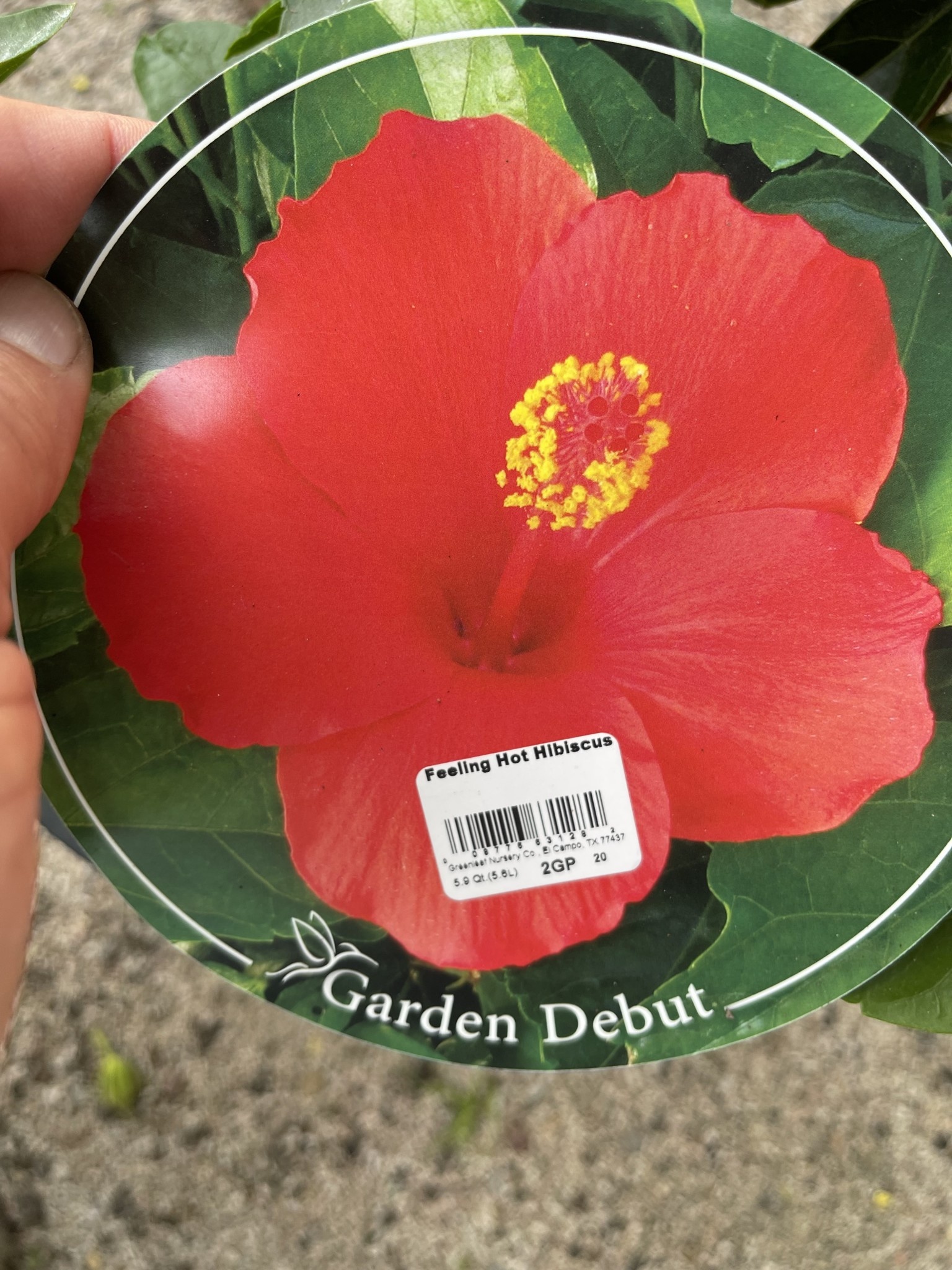'FEELING HOT' TROPICAL HIBISCUS, 2 GALLON